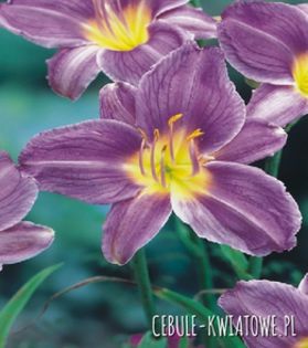 hemerocallis blue sea  - achizitii toamna 2015