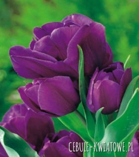 lalea purple bouquet  - achizitii toamna 2015