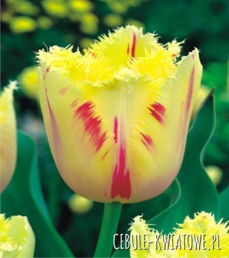 tulipan carrousel 