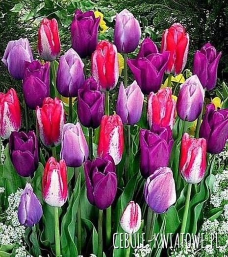 tulipan kolory fioletu 