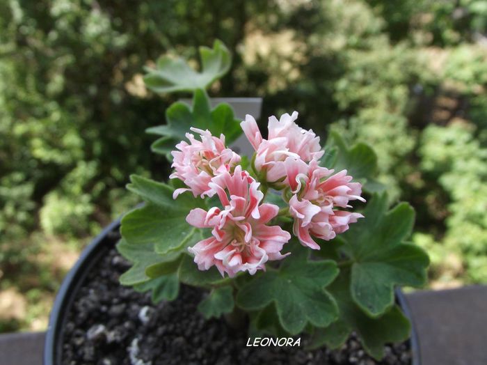 stellar Gwen Lewington - muscate stellar sau stelate