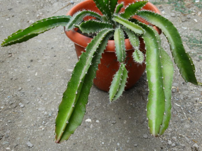 DSC02983 - Cactusi si suculente 2015-2016-2017