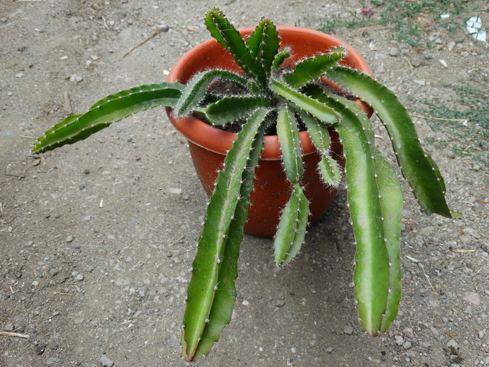 DSC02982 - Cactusi si suculente 2015-2016-2017