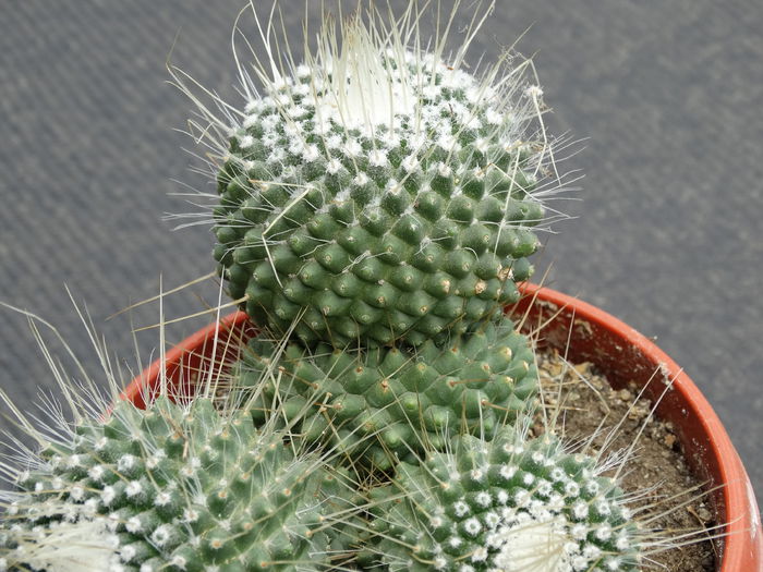 DSC02978 - Cactusi si suculente 2015-2016-2017