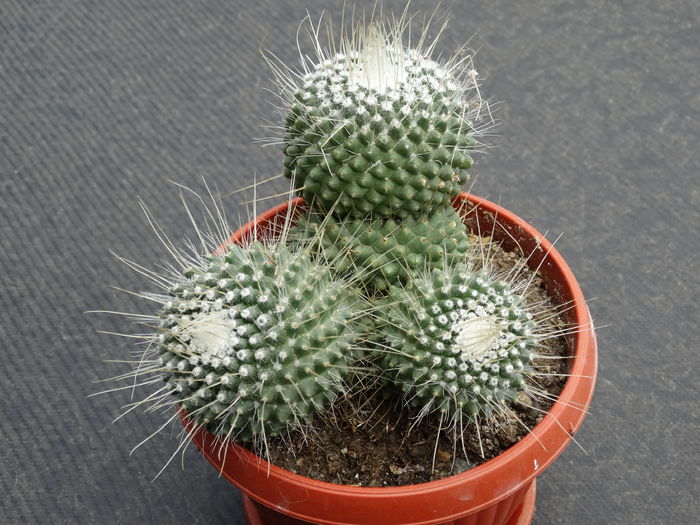 DSC02976 - Cactusi si suculente 2015-2016-2017