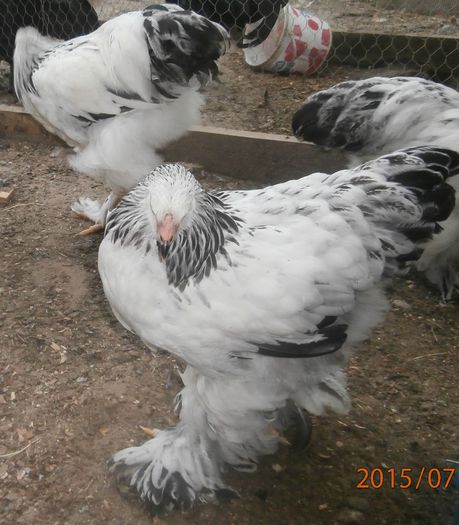 P7270703