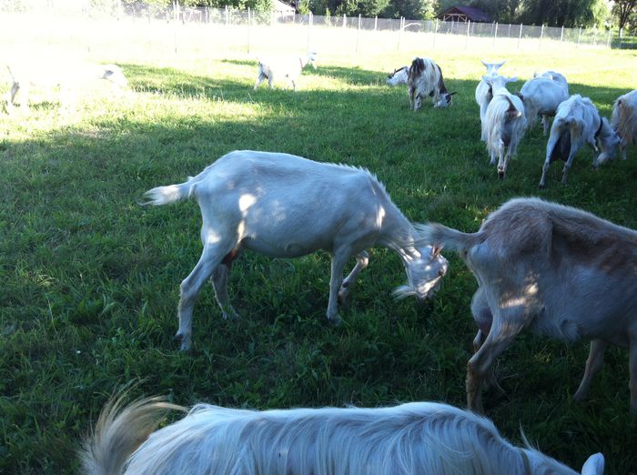 IMG_3586 - la treaba in gospodarie