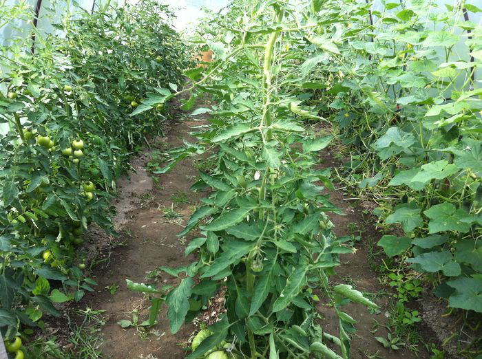 IMG_3509; solarul meu
