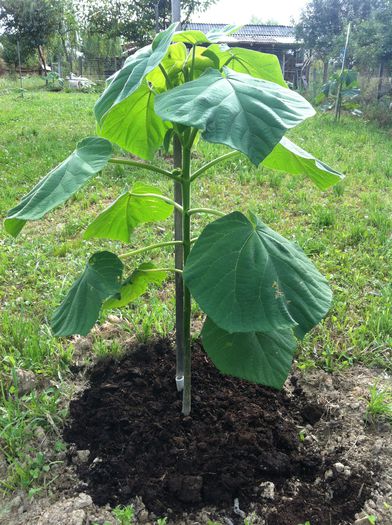 IMG_3633; paulownia
