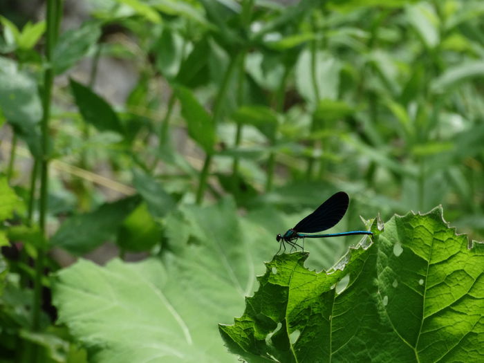 DSC02243 - CHEILE MAZII