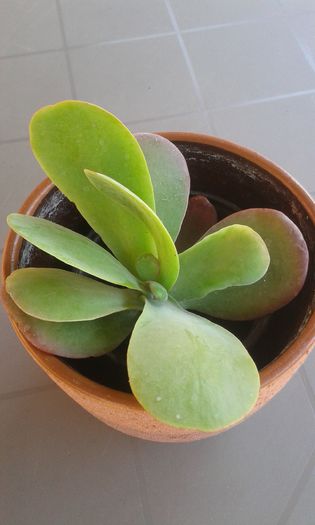Kalanchoe thyrsiflora - cactusi si suculente