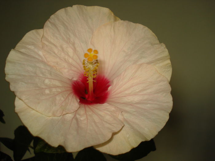 DSC02740 - Hibiscus Saint Tropez