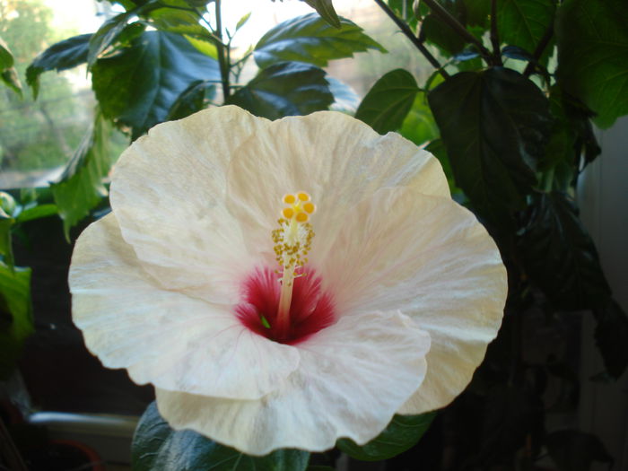 DSC02734 - Hibiscus Saint Tropez