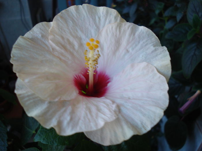 DSC02737 - Hibiscus Saint Tropez