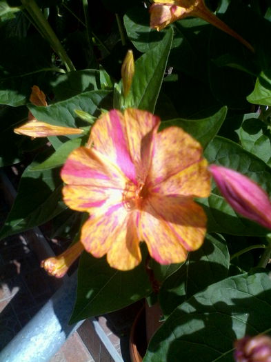 IMG_20150712_101348 - Diverse flori