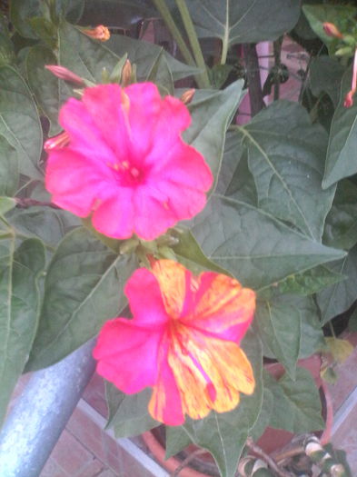 IMG_20150707_204713 - Diverse flori