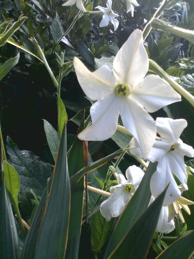 IMG_20150629_161743 - Diverse flori