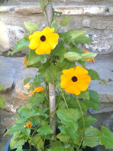 IMG_20150623_100848 - Diverse flori