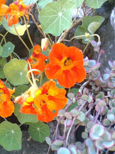 IMG_20150623_100912 - Diverse flori