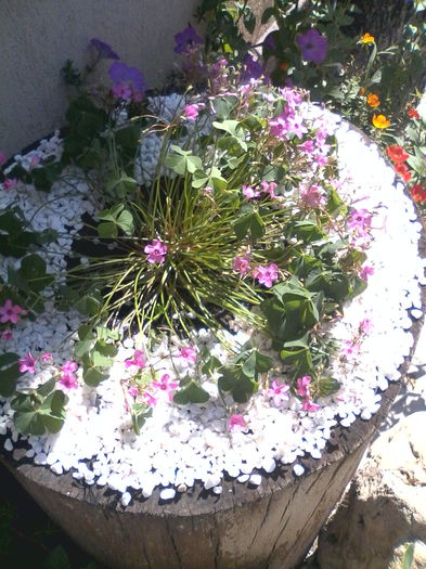 IMG_20150623_101804 - Diverse flori