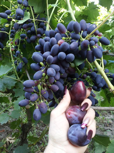 20150725_190538 - VITA DE VIE 2015