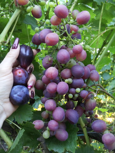 20150725_190601 - VITA DE VIE 2015