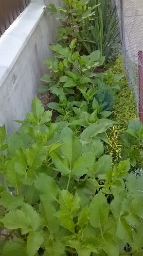 WP_20150703_05_56_01_Pro