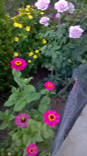 WP_20150727_05_50_09_Pro