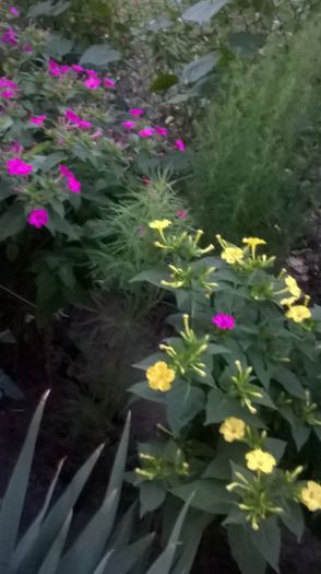 WP_20150727_05_50_32_Pro