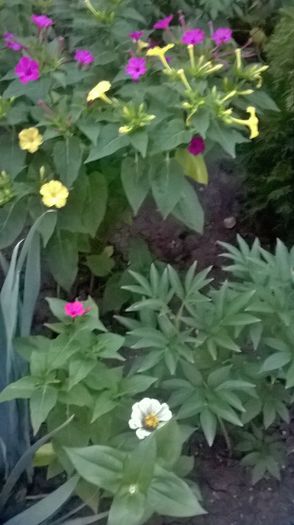 WP_20150727_05_50_47_Pro