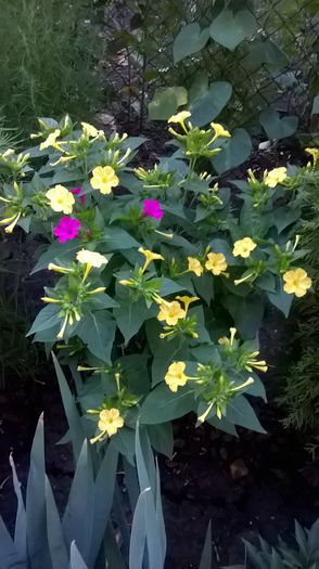 WP_20150729_06_02_52_Pro