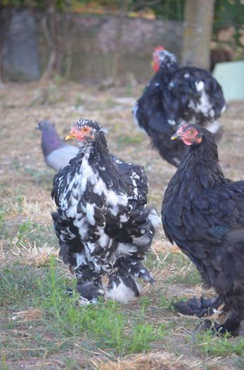 received_832680380161356