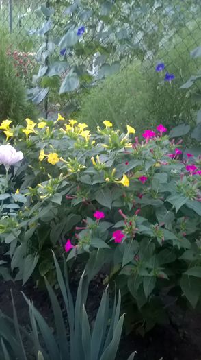 WP_20150723_05_59_51_Pro