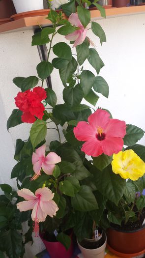 29.07 - Flori 2015