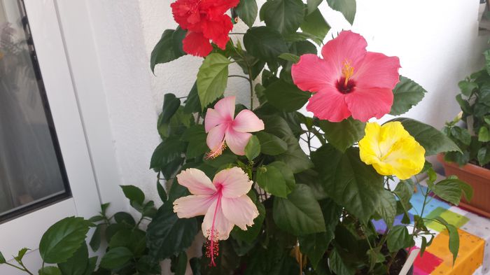 29.07 - Flori 2015