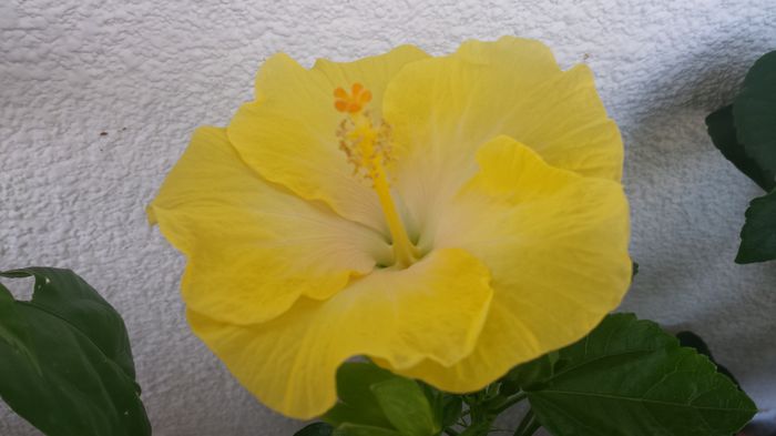 29.07 - Flori 2015