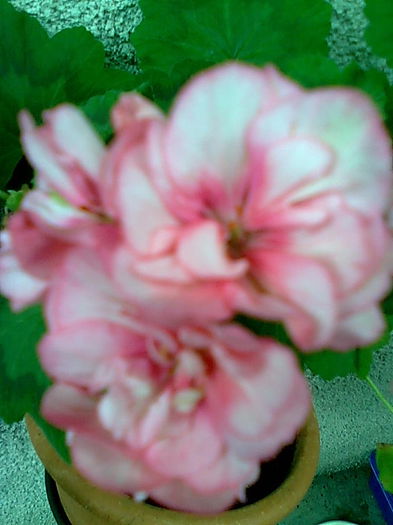 occold lagun - Pelargonium