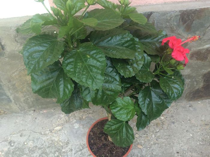 11126857_992000934185021_689921523_n