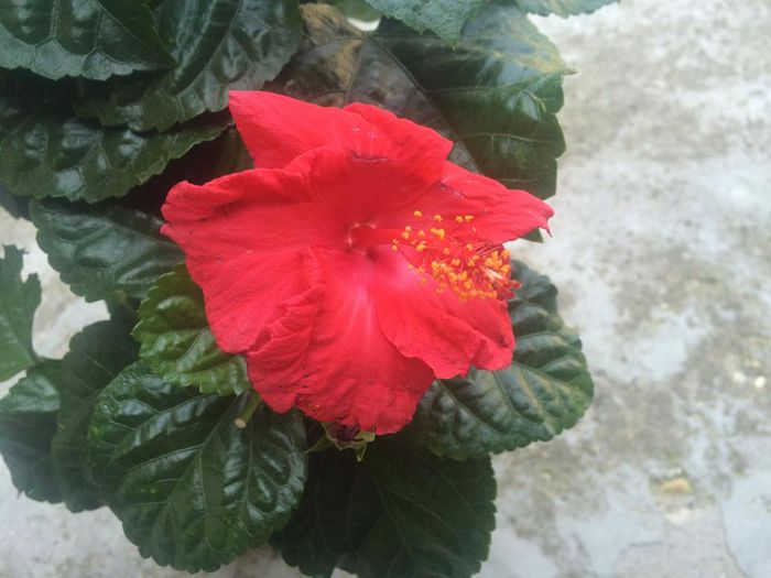 11798532_992000977518350_1221123752_n 11798532_992000977518350_1221123752_n