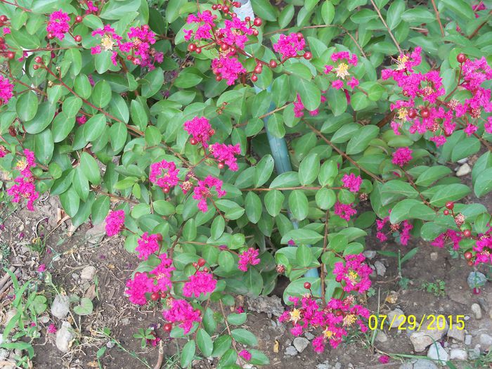 100_3675 - a Lagerstroemia indica-liliac indian