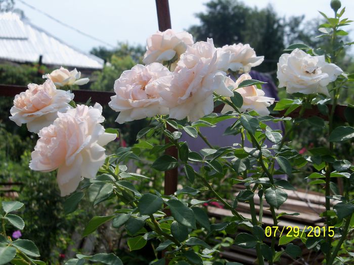 100_3655 - z trandafiri Florov 2015