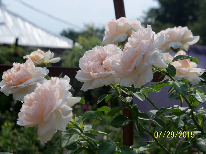 100_3654 - z trandafiri Florov 2015