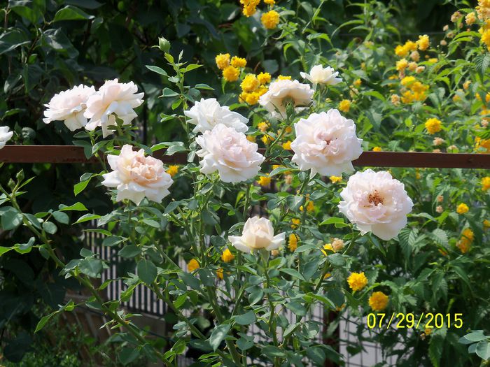100_3653 - z trandafiri Florov 2015