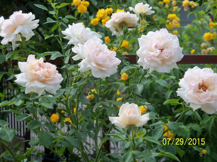 100_3652 - z trandafiri Florov 2015
