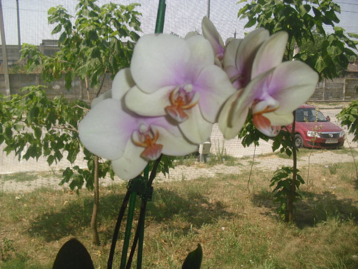 CIMG7612 - Noua mea orhidee