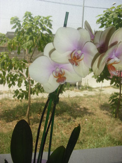 CIMG7613 - Noua mea orhidee