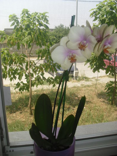 CIMG7614 - Noua mea orhidee