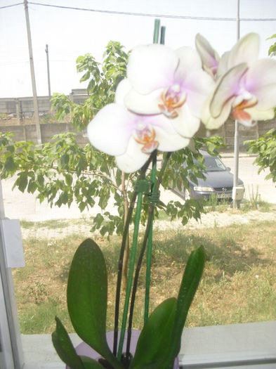 CIMG7615 - Noua mea orhidee