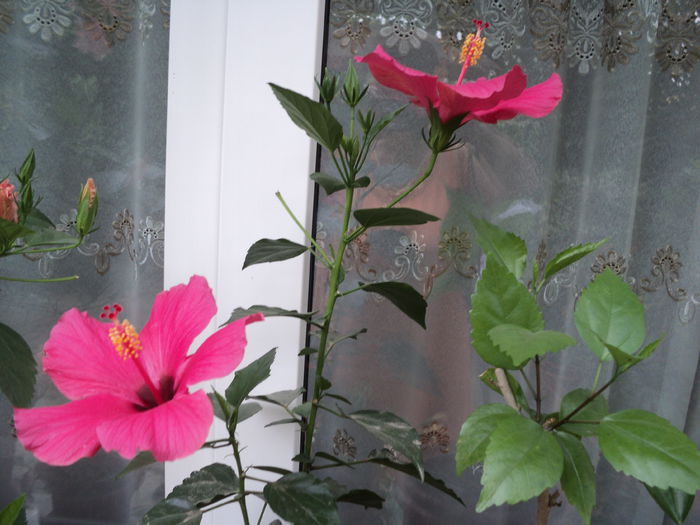DSC02975 - hibiscusi 2015