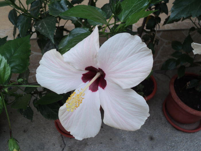 DSC02977 - hibiscusi 2015